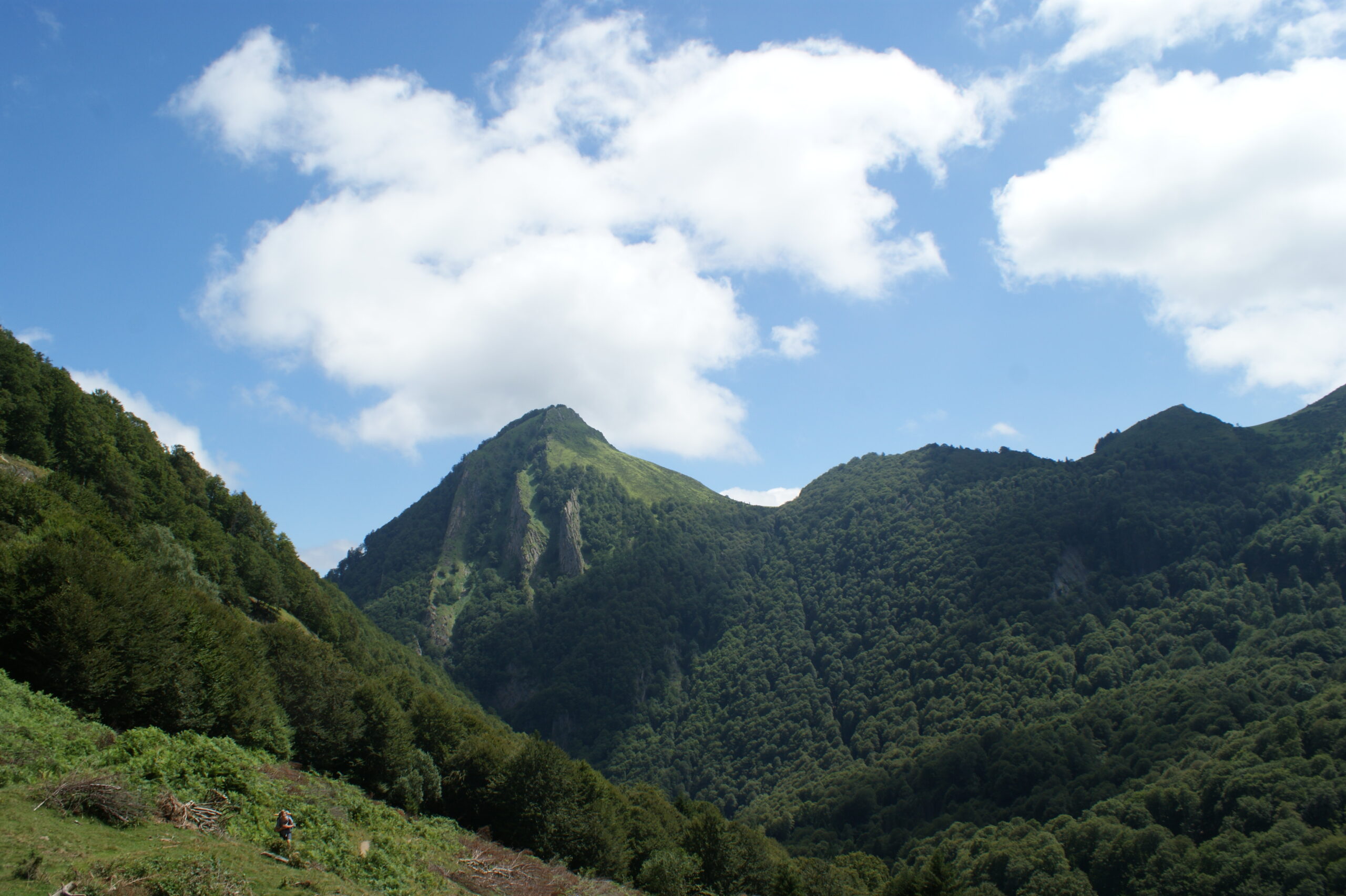SONY DSC